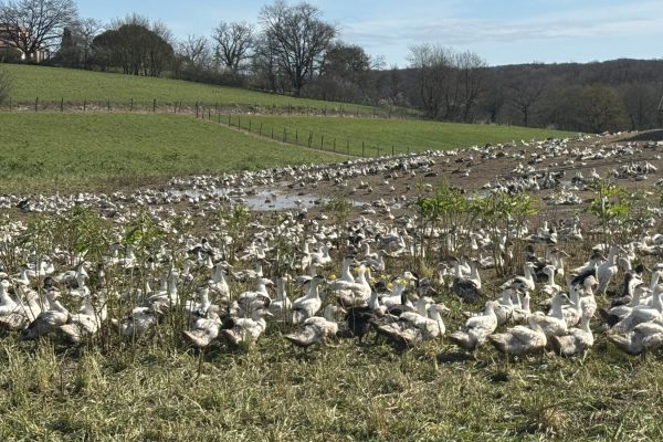 Élevage de canards plein air - Maison Raspide